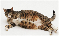 猫怀孕下体流白色分泌物