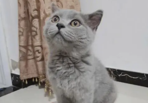 蓝猫吐了是什么原因引起的?来看看吧 蓝猫吐了是什么原因引起的?来看看吧