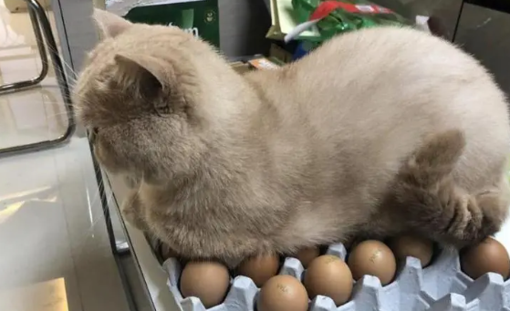 猫咪为什么喜欢坐在蛋上呢