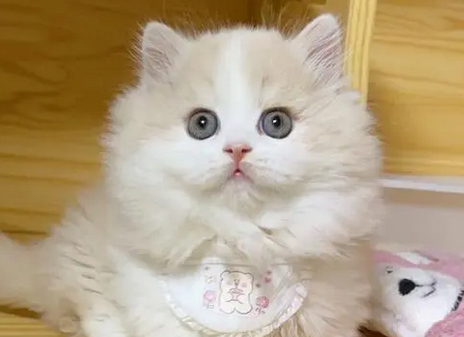 矮脚猫米努特优缺点