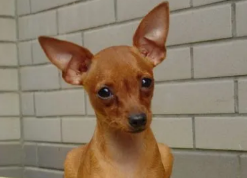 怎么知道小鹿犬发情了？来了解下吧