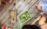 为什么养蜗牛当宠物