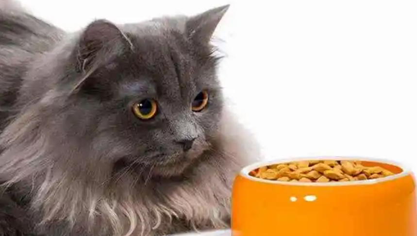 猫突然不爱吃猫粮了闻闻就走