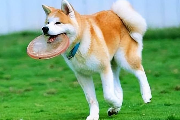 秋田犬最怕什么