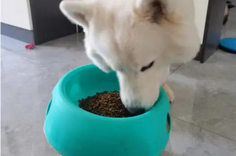 狗狗减肥餐如何搭配狗粮喂狗吃
