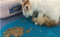 猫咪每天都会呕吐吗为什么呢