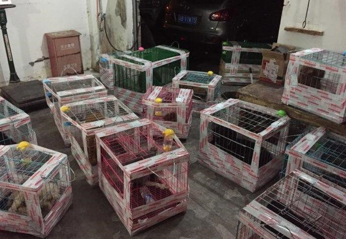 12306宠物托运官网电话