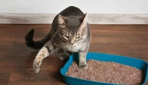 猫为什么随便尿怎么办