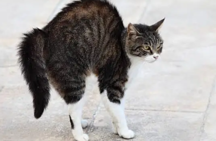 猫咪翘起屁股走路是为什么原因