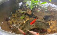 古法养鱼不换水怎么保持清澈