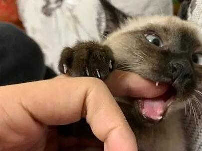 猫抓了得狂犬病几率0 猫抓了得狂犬病几率0