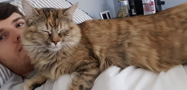 猫咪为什么要看着主人睡觉呢 猫咪为什么要看着主人睡觉呢