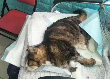 猫子宫蓄脓吃什么药 猫子宫蓄脓吃什么药