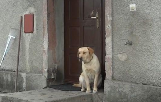 为什么狗狗关在房间门外 为什么狗狗关在房间门外