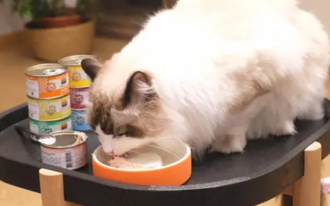 布偶猫吃什么牌子罐头好 布偶猫吃什么牌子罐头好