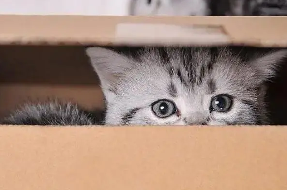 猫猫很怕人爱躲起来该怎么办