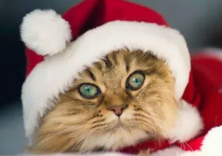 猫咪为什么不能带帽子呢