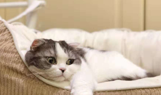 猫咪喜不喜欢放在客厅