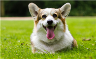 柯基犬怎么训听话