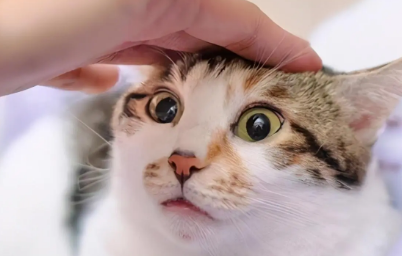 为什么摸猫咪猫咪会转头呢