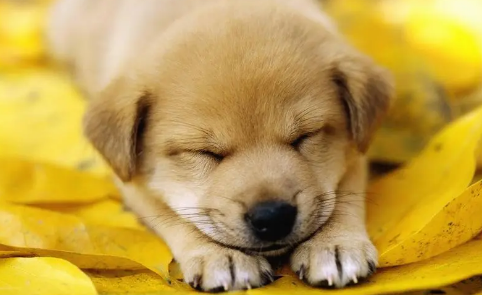幼犬睡着了呼吸很快正常吗 幼犬睡着了呼吸很快正常吗