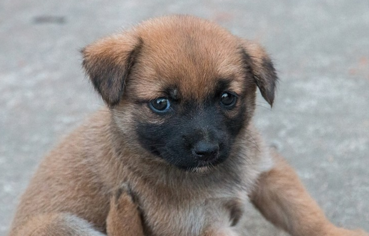 土狗幼犬多大可以洗澡？这些你需要了解。