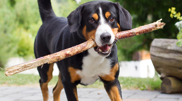 阿彭策尔山地犬吃多了吐了怎么办？怎么处理？