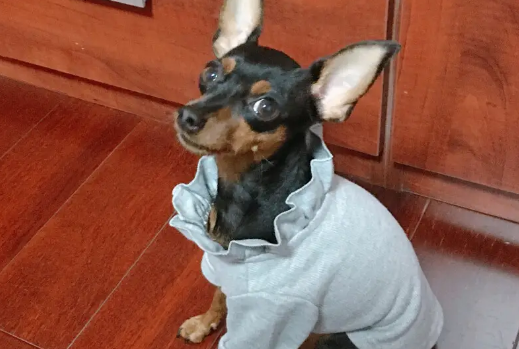 小鹿犬怎么减肥?减肥方法来啦! 小鹿犬怎么减肥?减肥方法来啦!