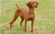 维兹拉犬咬人吗
