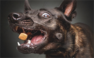 如何判断宠物是否有狂犬病?
