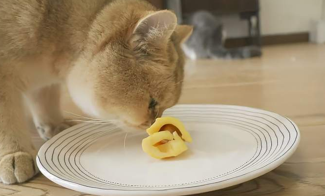 猫为什么爱吃菠萝蜜