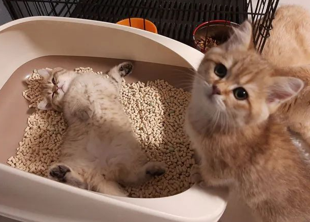 小猫在猫砂盆睡觉,其他小猫看到后都懵了 小猫在猫砂盆睡觉,其他小猫看到后都懵了