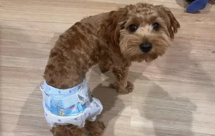 狗狗月经走了为啥桃子还肿 狗狗月经走了为啥桃子还肿