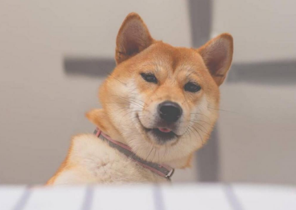 柴犬怎么判断年龄