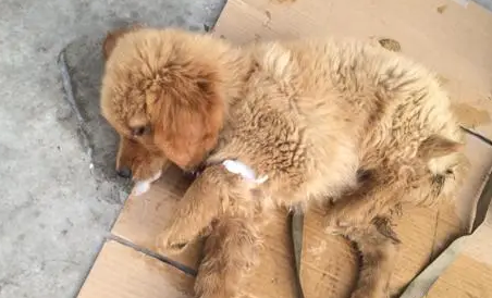 小狗吐白沫不吃东西没精神吃什么药