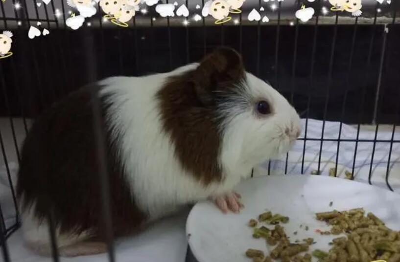 荷兰猪人能吃吗?不是明摆着的吗? 荷兰猪人能吃吗?不是明摆着的吗?