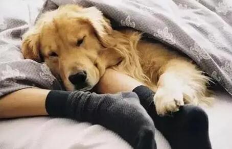 为什么狗狗愿意暖脚睡床上呢