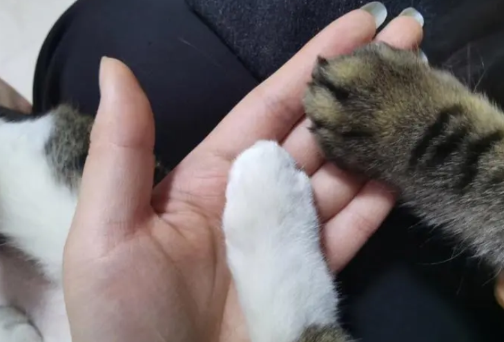猫咪爪子为什么会开裂的原因 猫咪爪子为什么会开裂的原因