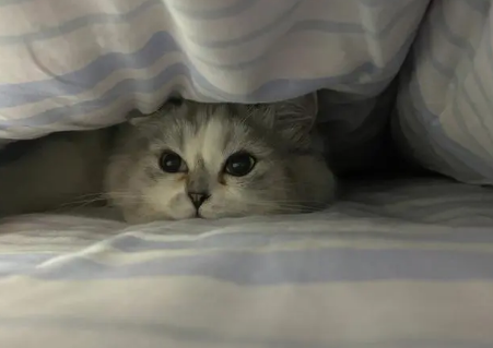 猫咪为什么钻到被子里睡觉