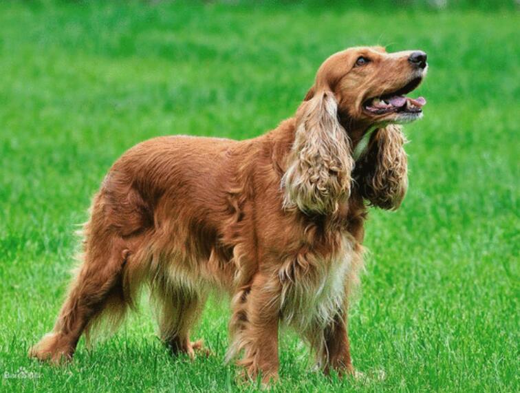 可卡犬如何选择可卡犬如何看品像