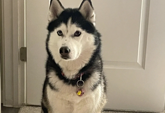 哈士奇属于什么犬种