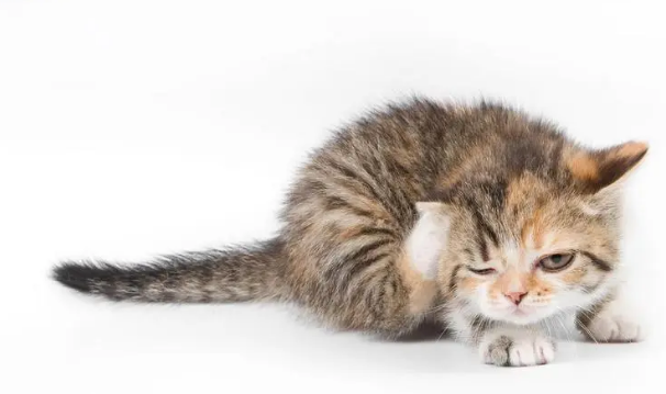 猫的尾巴末端拐了个弯