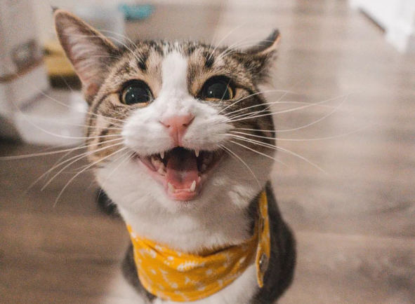 猫咪换环境为什么总叫个不停呢 猫咪换环境为什么总叫个不停呢