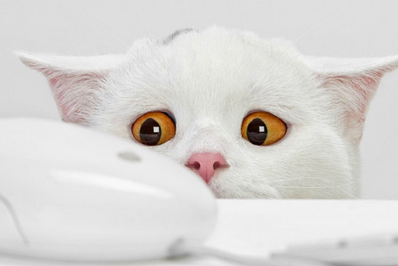 猫咪从配种的第几天开始算预产期