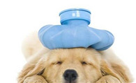 狗生病的七个信号,宠物主人一定要看