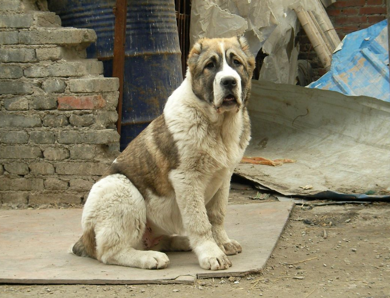 中亚牧羊犬呕吐怎么办?急救注意事项你get了吗? 中亚牧羊犬呕吐怎么办?急救注意事项你get了吗?