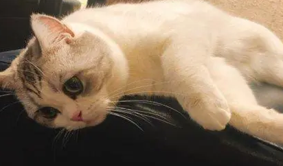 不出门的家猫会得弓形虫吗