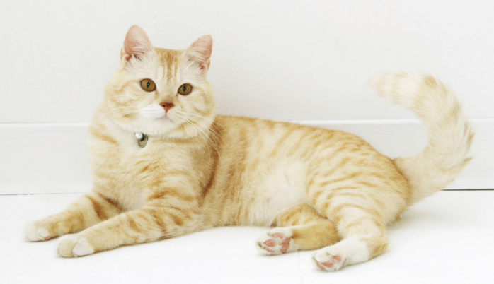 猫咪为啥一睡醒就找人