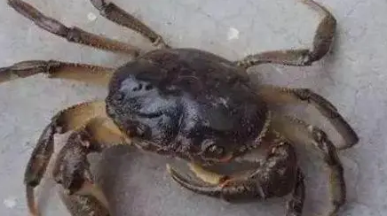 螃蟹里面的寄生虫是什么样子的