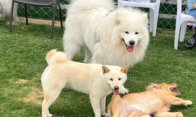 为什么狗狗有假期呢
